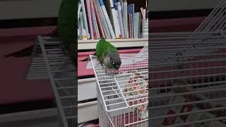 애기의 신나는 댄스 ㅋㅋㅋ (코뉴어)