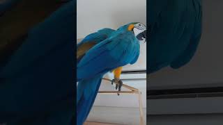 신나보이는 루카2 #macaw #청금강 #청금강앵무새