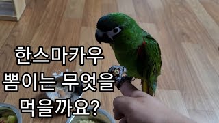 공서연(앵무새)한스마카우.뽐이는 밥을 어떤걸 먹을까요?…