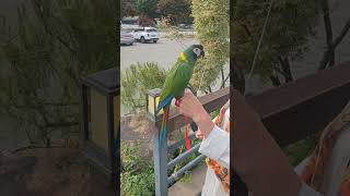 만세하는앵무새#속리산정일품소나무