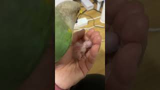 조생 4일차 | 그 사이 컸네 | 코뉴어 | 하루하니 | #birds #앵무새 #parrot #코뉴어 #cute #birdslover #lovebirds #pets