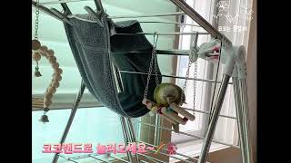 혼자서도 잘노는 코코~말못하면 어때!#앵무새키우기 #코…