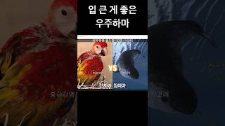 오늘부터 내 꿈은 홍금강앵무