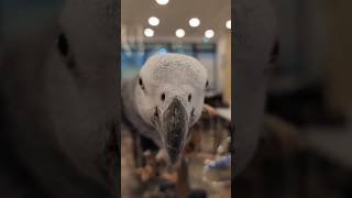 무너의 앵무친구를 더 소개합니다. 산재(콩고 회색앵무)와 앵두(알렉산더 앵무) #Congo Grey Parrot #Alexandrine parakeet #parrot