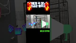 평소에 아빠에게 쌓인게 많았던 청금강 앵무새가 잔소리를…