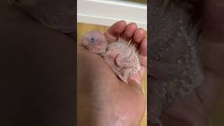 조생 14일차 | 코뉴어 이유조 | 깃털이 나기 시작 | 눈을 떴어요 #birds #parrot #앵무새 #birdslover #cute #lovebirds