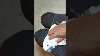 엄브렐라코카투 보리~~~~너무 이뻐요