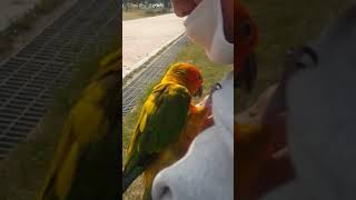 썬코뉴어 쿠쿠와 다스