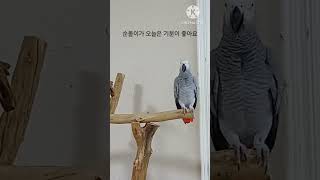 앵무새ㅡ순돌이가 오늘은 기분이 좋아요