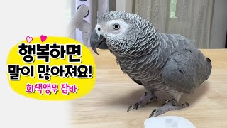 행복하면 자기 이름을 계속 부르는 앵무새  귀여움 주의…