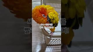 써니야 요즘 털색깔이 엉망이구나!  #썬코뉴어 #parrot #앵무새 #털갈이 #molting #털색깔 #fur color #써니