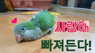 퀘이커앵무새 순도리♡부츄 (주의:귀여워서 심쿵심쿵!!해…
