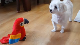 말하는 앵무새 인형과 말티즈 강아지(무편집)