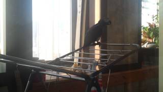 회색앵무 앵무새