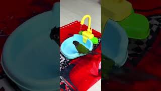 샤워하는 앵무^^  물 진짜 좋아하네요#코뉴어#앵무새#…