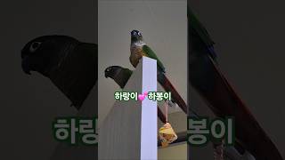 코뉴어앵무새#하랑이#하봉이#parrot#birdslover#cute