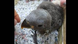 [경주버드파크] 제13화 - 뉴기니아앵무 아가의 성장 과정!