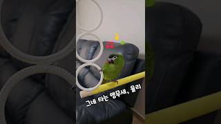 그네타는 앵무새 #한스마카우 #율리