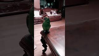 #parrot #lovebirds #말잘하는 앵무새 #노래하는앵무