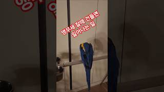 앵무새 잘때 건들면 일어나는 일 #청금강 #베율 #앵무새