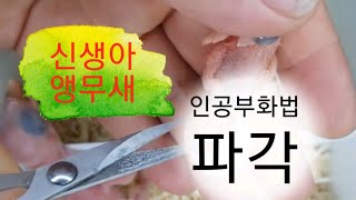 퀘이커 3형제 인공 파각