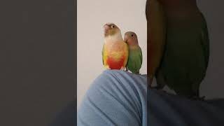 코뉴어앵무와 모란앵무의 인사배우기