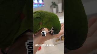 치킨 먹을 때 앵무새 반응 / 한스마카우 올리
