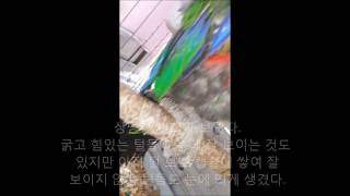 self injury Eclectus parrot th…