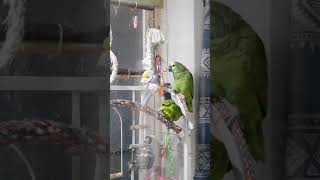 수미와 뽀미ㅡ아마존 앵무새