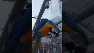 신나보이는 루카 #parrot #앵무새 #macaw #청금강 #청금강앵무새 #animal #동물 #마카우