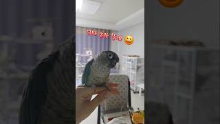 떨어질수 없는 이유는 바로??#앵무새 일상#앵무새키우기…