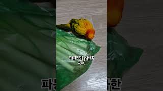 써니야 파 맛을 보여줄까?  #썬코뉴어 #parrot #앵무새 #파 #green onion #궁금한 #curious #맛 #taste #써니