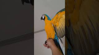 춤추는 루카 #macaw #청금강 #청금강앵무새 #앵무새 #parrot #동물 #animal