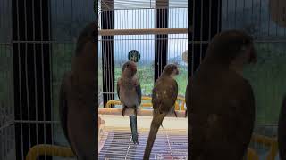 앵무타운 퀘이커 현황 / 블루2 올리브2 노멀1 이사벨…