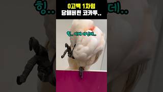 0고백 1차임 당해버린 코카투...