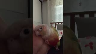 소망이(코뉴어)