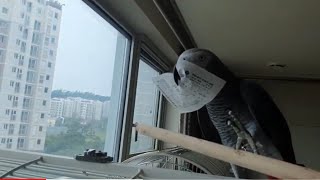 앵무새가 훔쳐간 영수증 뺏기 ㅜㅜ