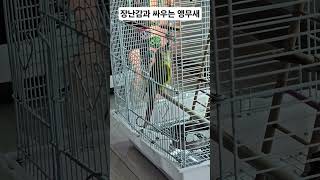 장난감과 싸우는 앵무새 #parrot #birds #코…
