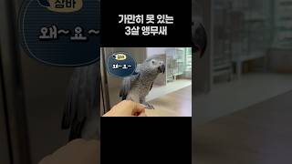 가만히 못 있는 3살 앵무새  회색앵무 잠바  #birds  #parrot #반려동물