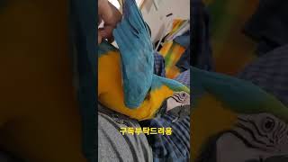 청금강앵무새 루카 등 긁어주기 #shorts