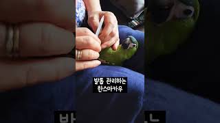 발톱 관리 앵무새 #한스마카우 #앵무새 #발톱관리 #발…