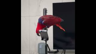 [지구젤리] 인성 파탄난 앵무새 / 앵무새 싸움에 그릇…