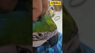 루카 머리 긁어주기 #청금강 #청금강앵무새 #macaw #앵무새 #parrot #동물 #animal