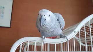 우리집 앵무새가 말썽쟁이가 된 이유