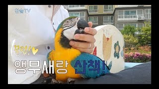 [펫 브이로그] 앵무새랑 산책하기~신나서 춤추는 앵무새 ㅋㅋ귀여워~~~~