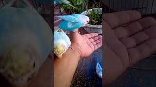 This Amazon bird toy is SO COOL#birds#parrot #birdslover #budgis #lovebirds #budgiegar #cute #health