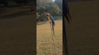 청금강앵무새 혼자 묶어두니까 말대꾸  쫑알쫑알 웃겨 ㅎ