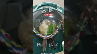 수면앵무~ 너무 귀여워요#앵무새#코뉴어#앵무#사랑앵무