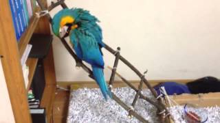 청금강 - 쿠악이