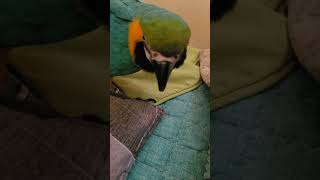 루카가 계속 쳐다보는 이유는? #shorts #청금강 #청금강앵무새 #macaw